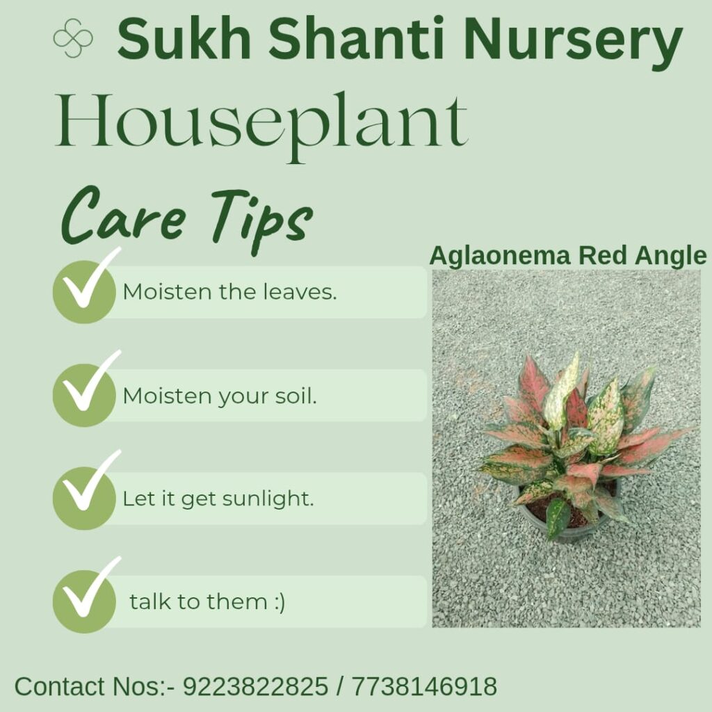 whatsapp image 2025 09 20 at 5.22.55 pm