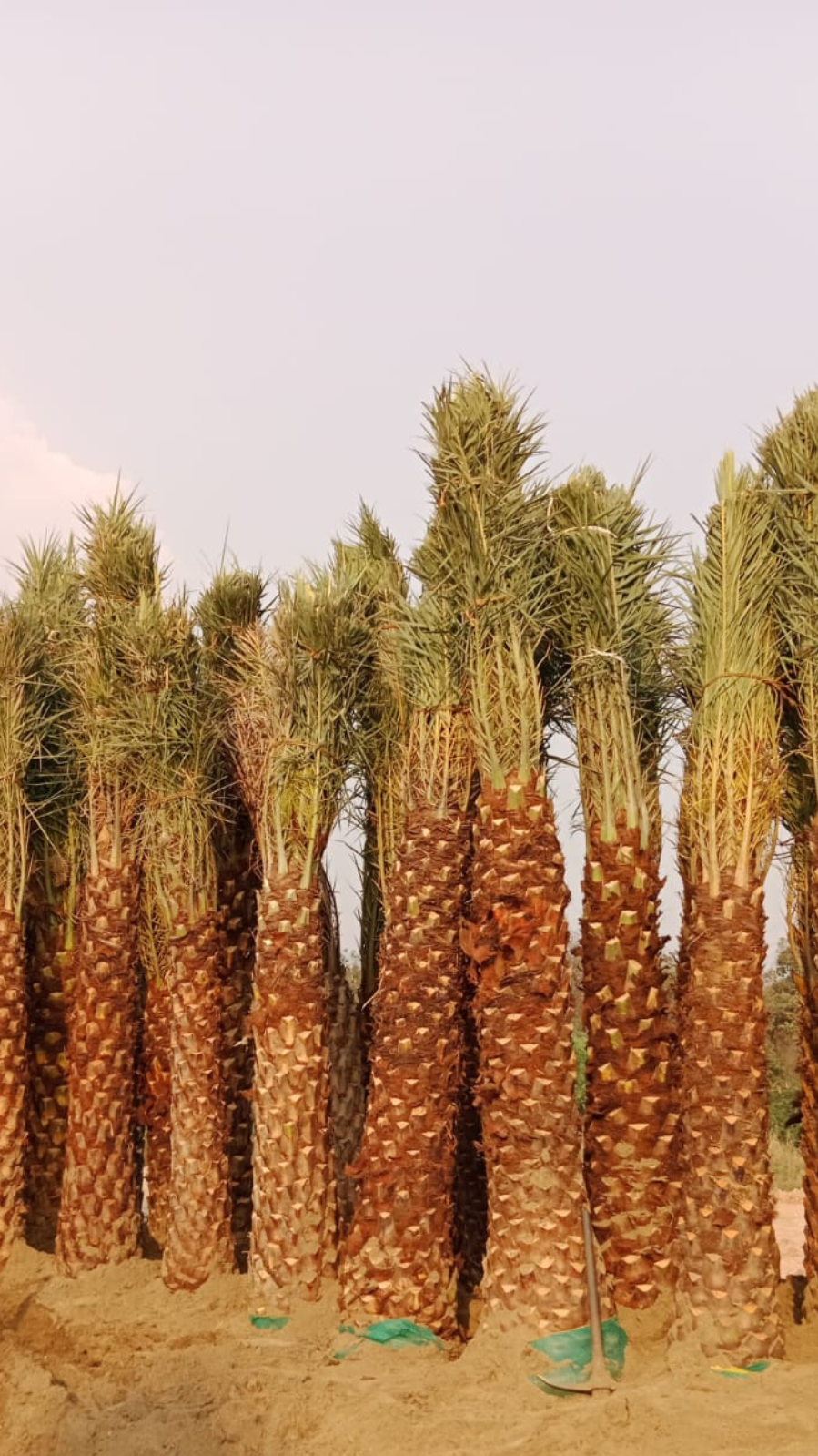 untitled design (10)