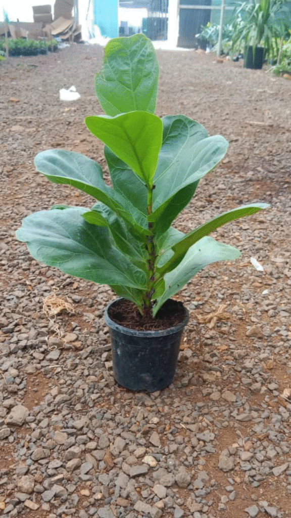 untitled design (18)