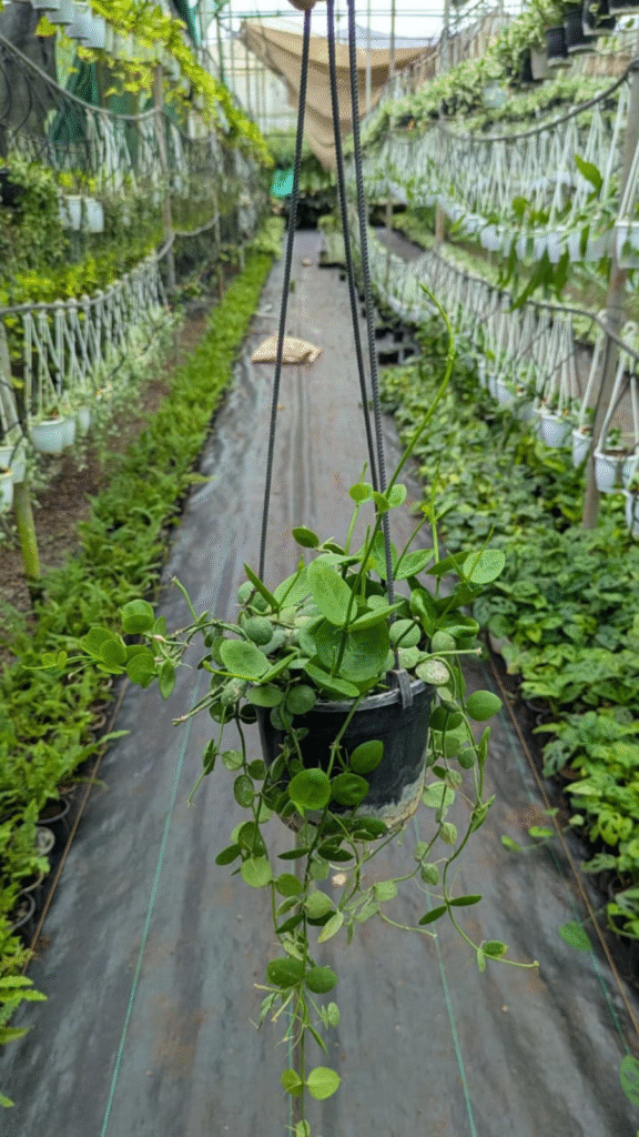 untitled design (19)