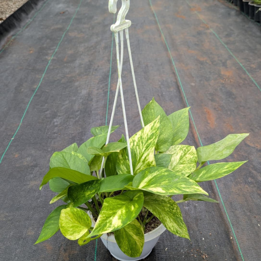 untitled design (20)