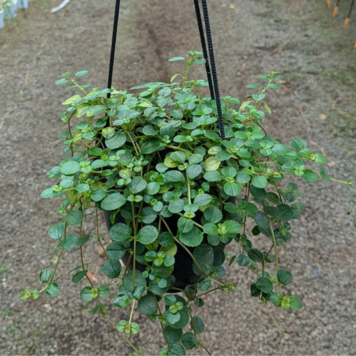 untitled design (22)