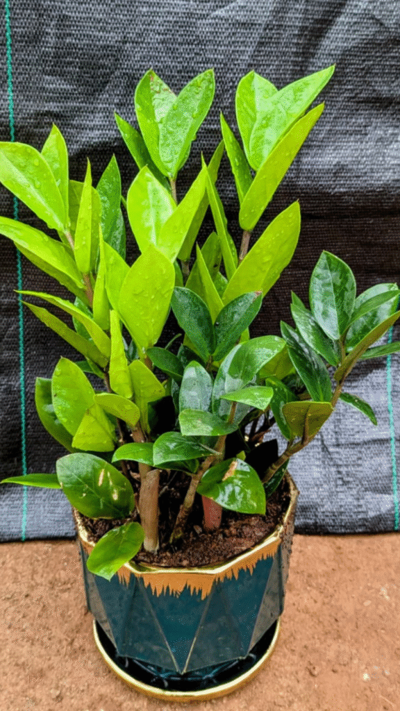 untitled design (24)