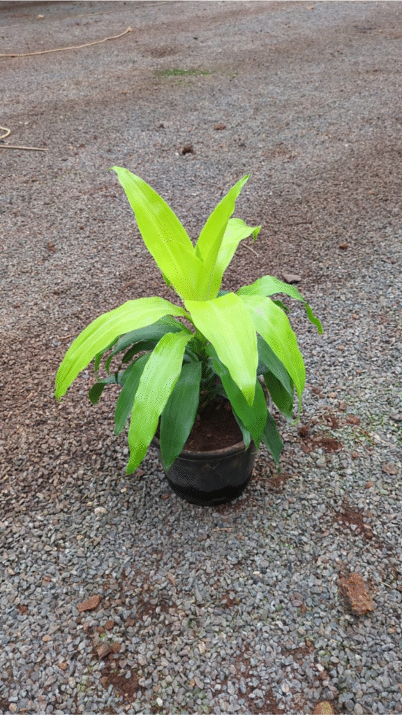 untitled design (25)