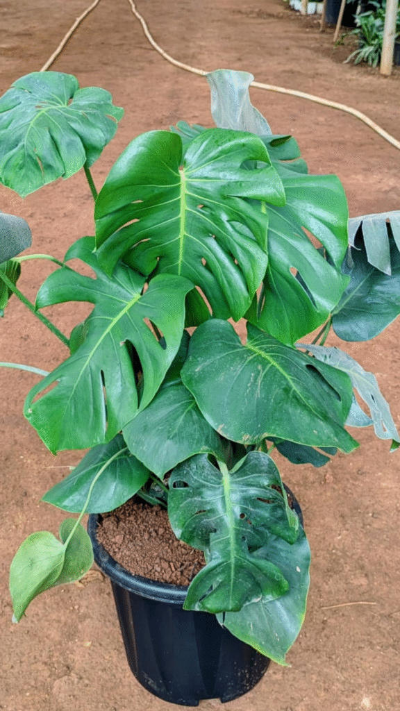 untitled design (26)