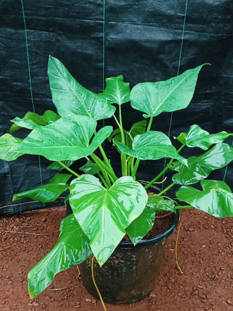 untitled design (27)