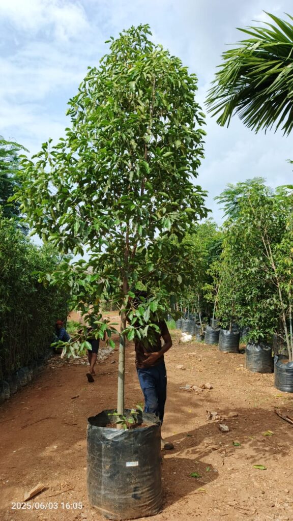 whatsapp image 2025 09 05 at 2.29.23 pm (1)