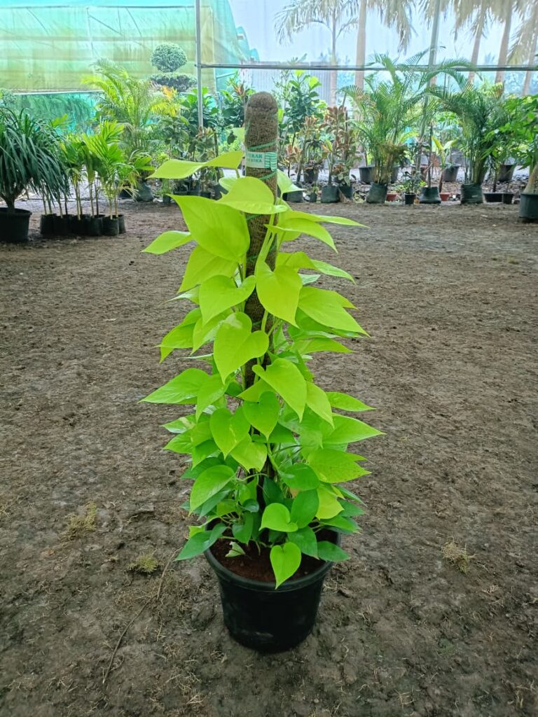 whatsapp image 2025 09 26 at 5.03.20 pm