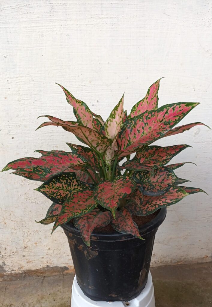 whatsapp image 2025 10 12 at 7.21.01 pm (1)