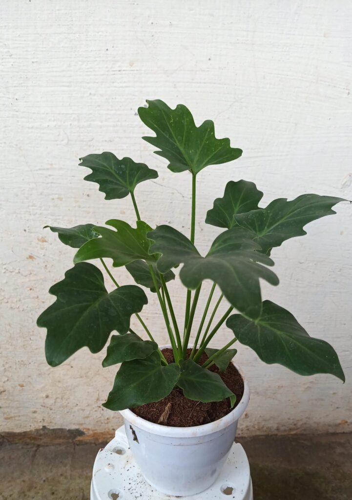 whatsapp image 2025 10 12 at 7.21.01 pm