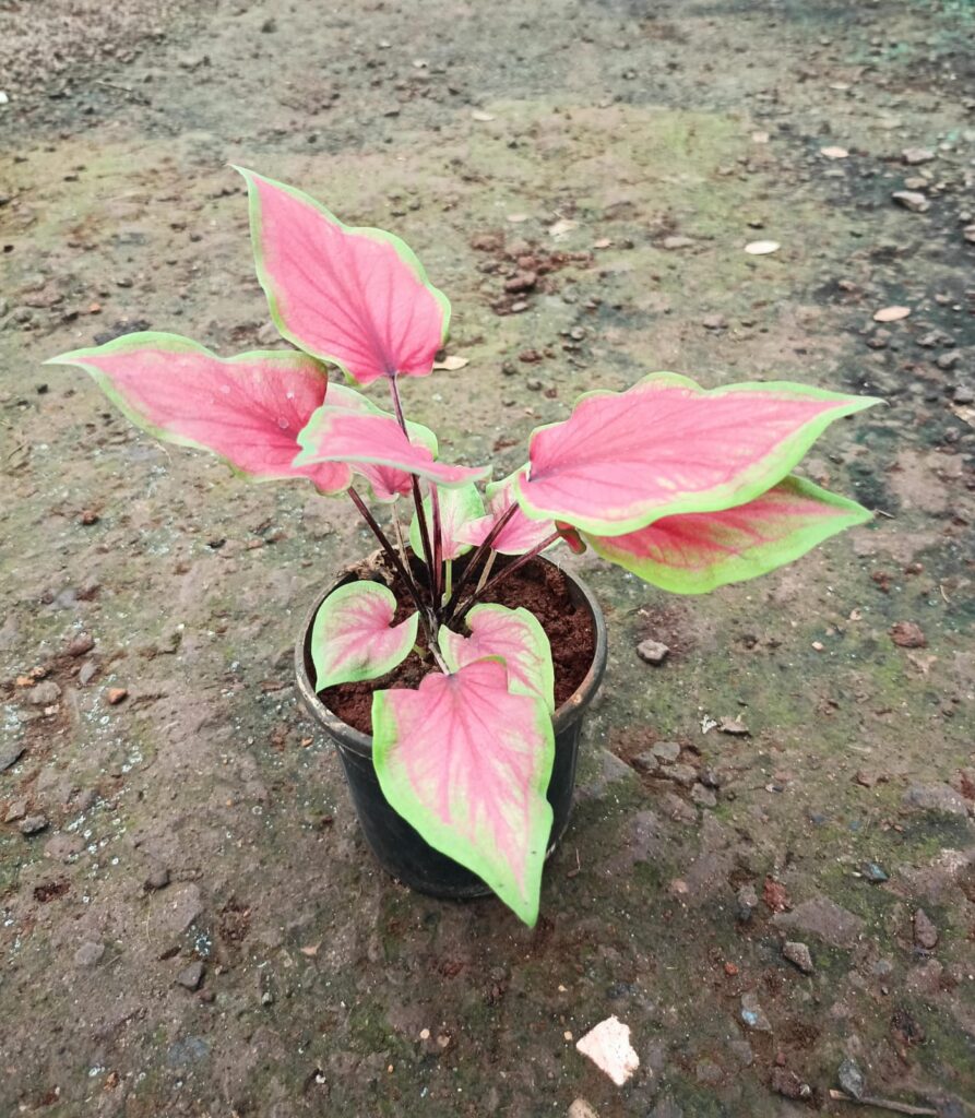 whatsapp image 2025 10 12 at 7.23.32 pm (1)