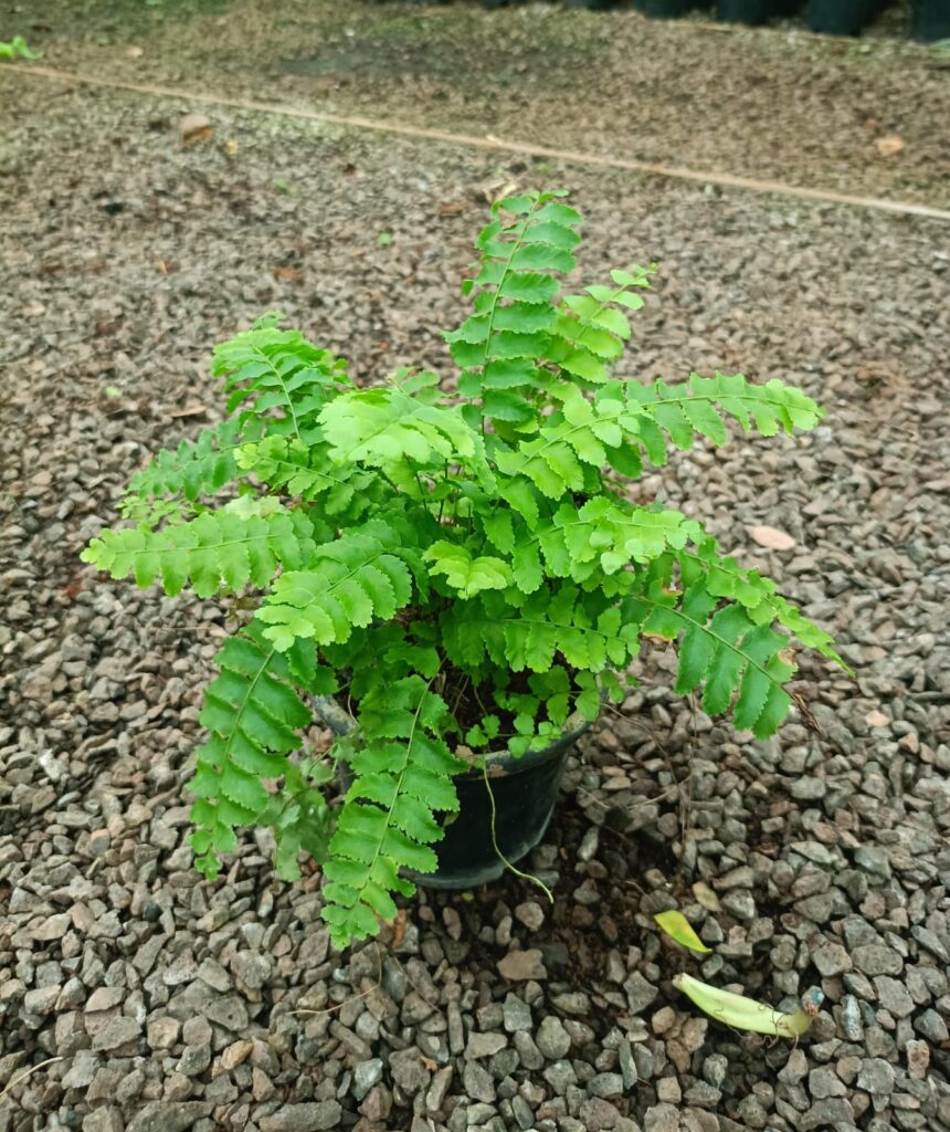 whatsapp image 2025 10 12 at 7.23.32 pm (2)