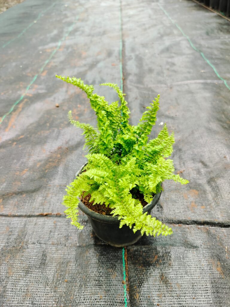 whatsapp image 2025 10 12 at 7.23.32 pm