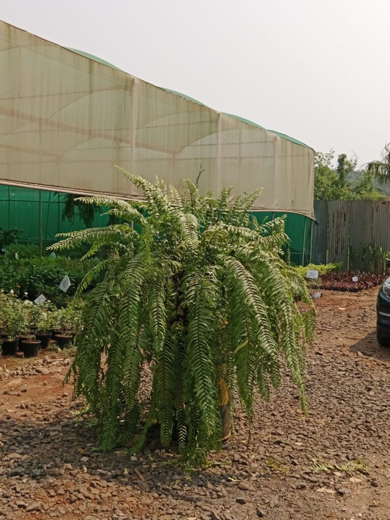 whatsapp image 2025 10 17 at 2.52.39 pm