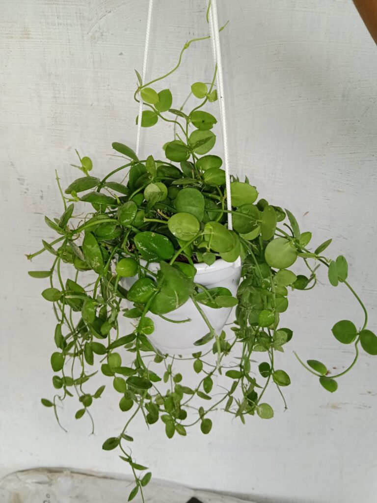 whatsapp image 2025 10 17 at 2.52.40 pm (1)