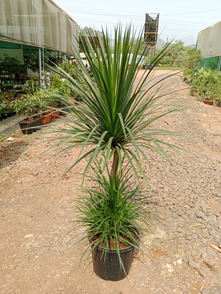 whatsapp image 2025 10 17 at 2.52.40 pm