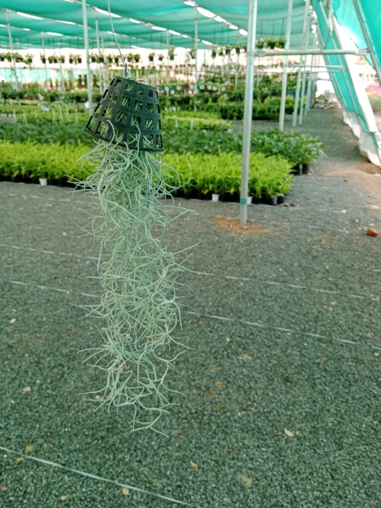 whatsapp image 2025 10 17 at 2.52.41 pm (1)