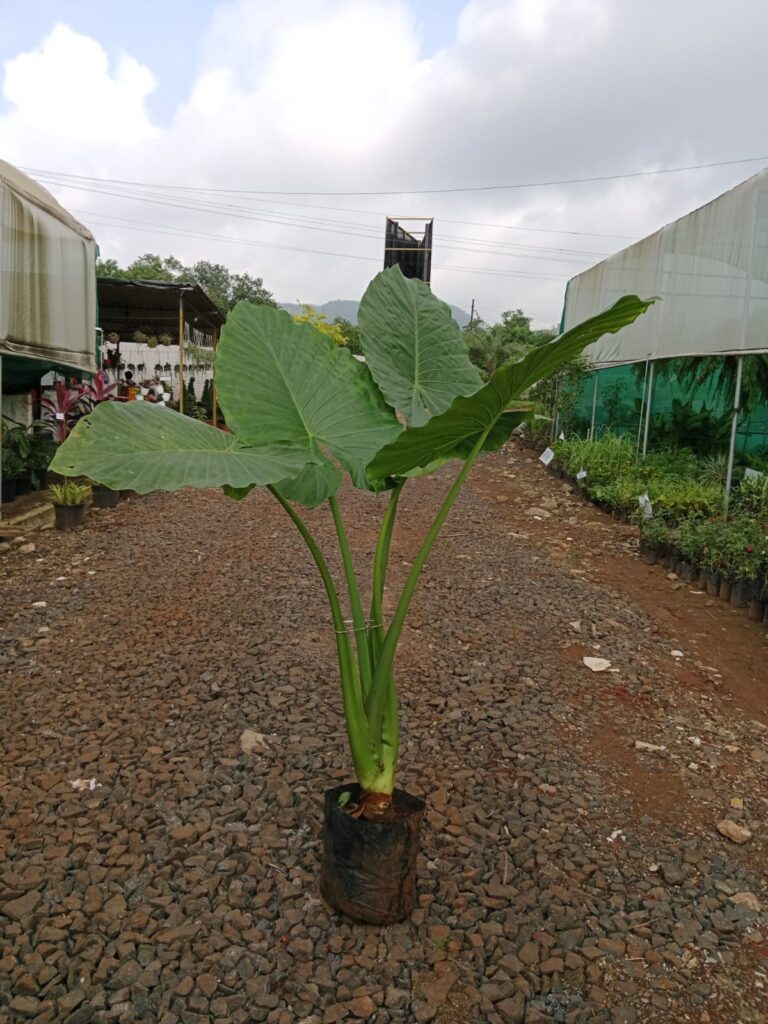 whatsapp image 2025 10 17 at 2.52.41 pm