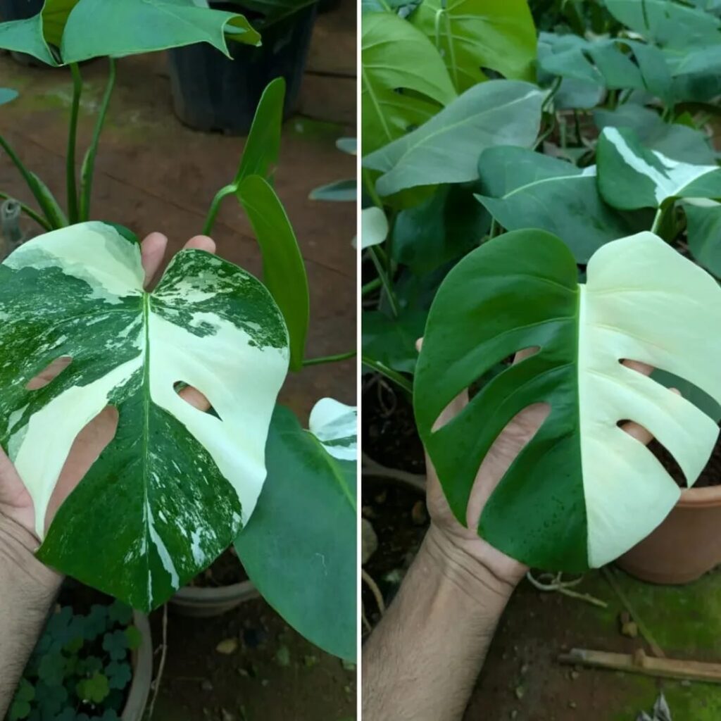 whatsapp image 2025 10 18 at 10.44.55 am (1)