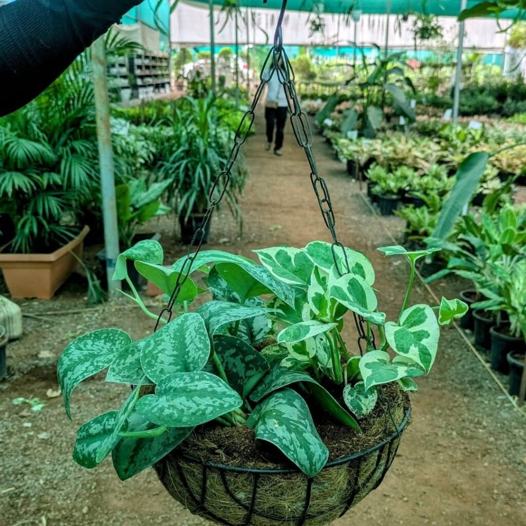 whatsapp image 2025 10 18 at 10.44.55 am