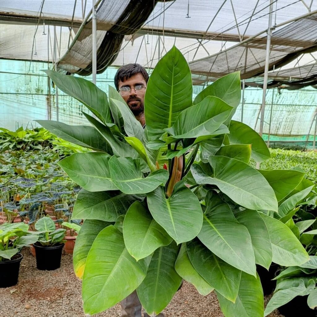 whatsapp image 2025 10 18 at 10.44.55 am (2)