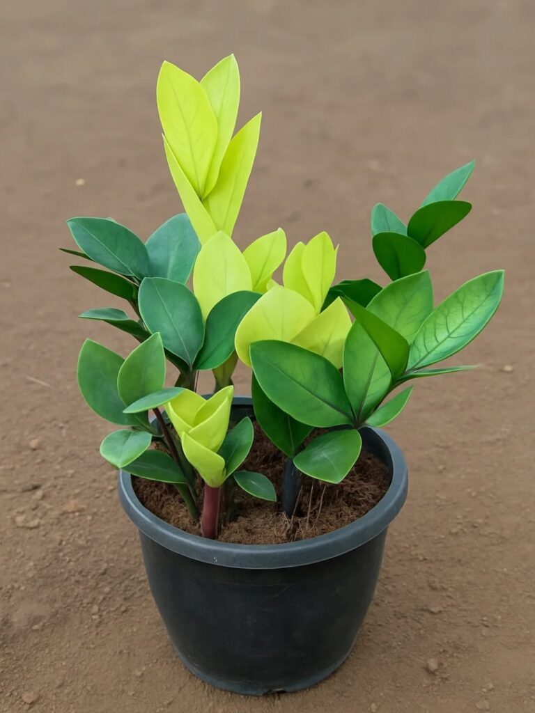 whatsapp image 2025 10 18 at 10.44.55 am (3)