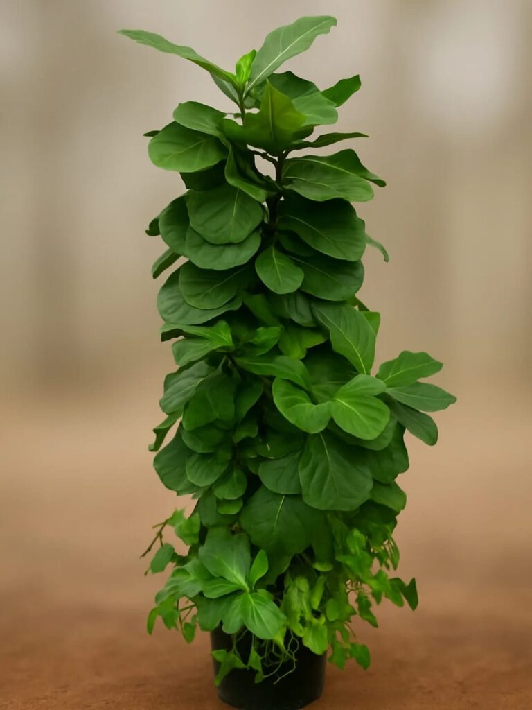 whatsapp image 2025 10 18 at 10.44.56 am (1)