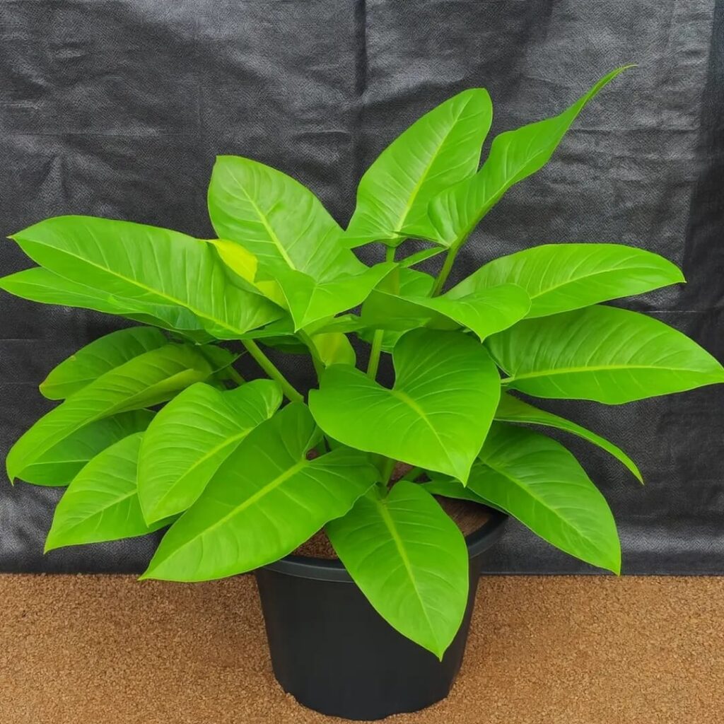 whatsapp image 2025 10 18 at 10.44.56 am