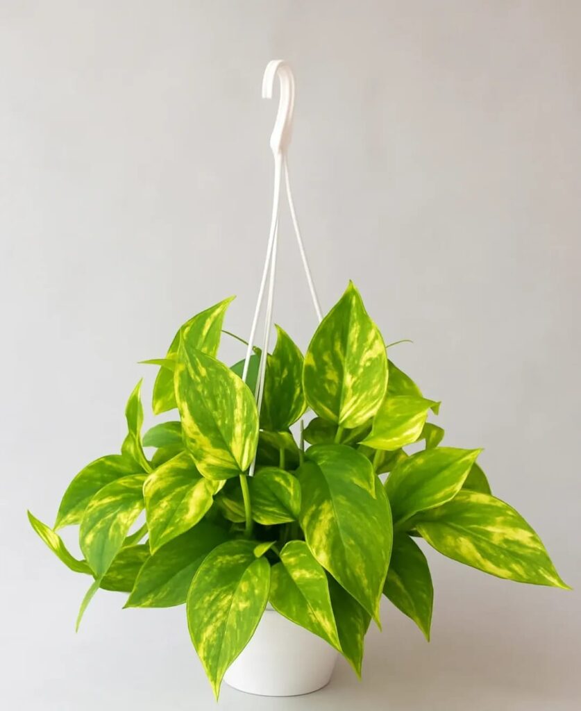 whatsapp image 2025 10 18 at 10.44.56 am (2)