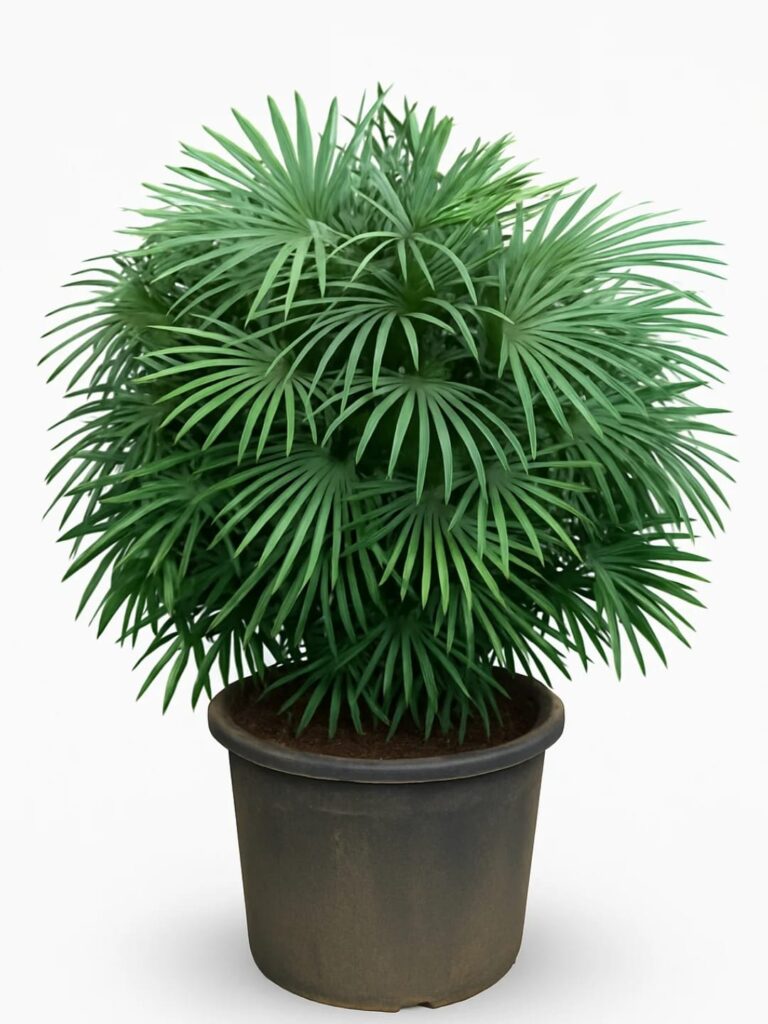 whatsapp image 2025 10 18 at 10.44.57 am